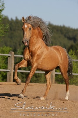 Obrazek